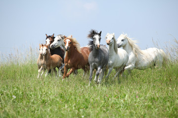Batch of welsh ponnies running together on pasturage