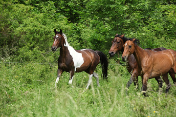 Obraz premium Three horses on pasturage