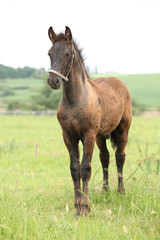 Friesian foal with halter standing on pasturage