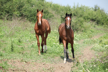 Two young horses running in freedom
