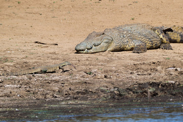 Crocodile et varan du Nil