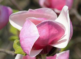 close up of magnolia tree bloom