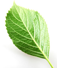 Green Leaf