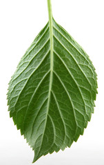 Green Leaf