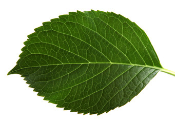 Green Leaf