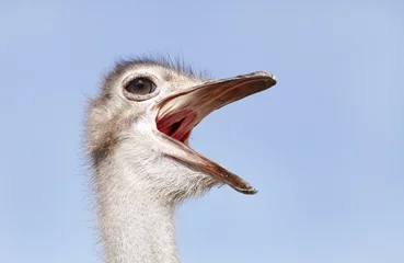 Crédence de cuisine en verre imprimé Autruche Ostrich making rumbling sound