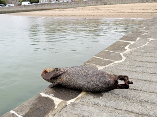 Phoque gris en pays de Rance © fredpetitthailand