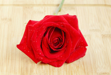 A beautiful red rose on wooden base