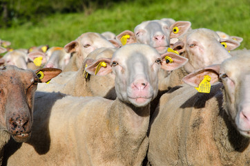 Brebis, mouton, troupeau