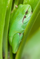 European tree frog