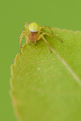 Cucumber spider on a leaf