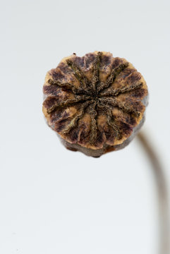 Fruit of a flower of opium poppy