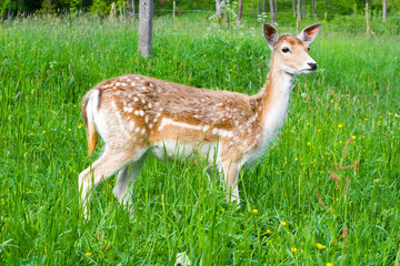 young fallow deer