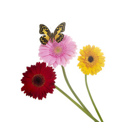Blumen mit Schmetterling