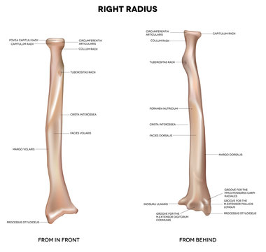 Human right radius, bone
