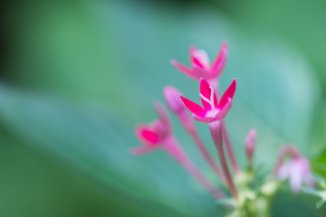 Egyptian Star Cluster flower, Pentas Lanceolata, close up