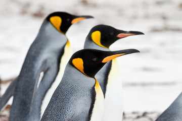Three King penguins walking on the beach closeup