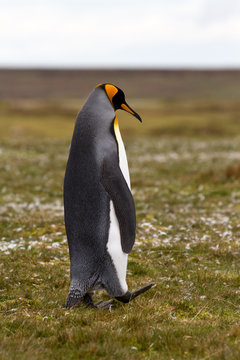 King Penguin walking on the grass