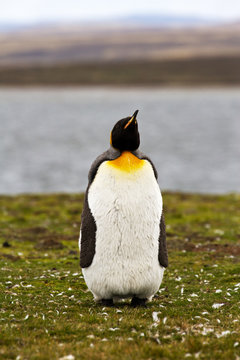 Young King Penguin