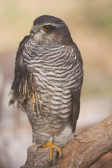 Wounded Eurasian Sparrowhawk
