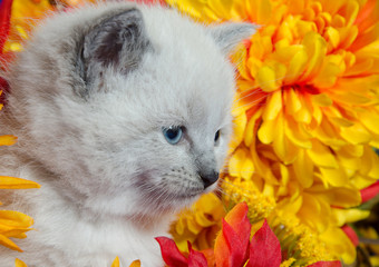 Cute kitten and flowers
