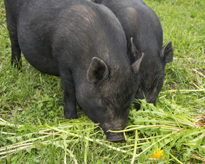 a black vietnamese pigs eating grass