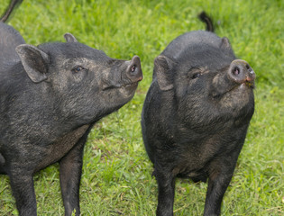 a cute black pigs