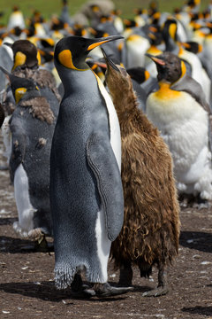King Penguin and her chick