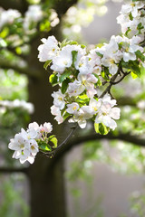 Appleblossom on appletree in spring