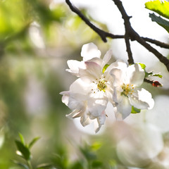 Obraz na płótnie Canvas Appleblossom in spring