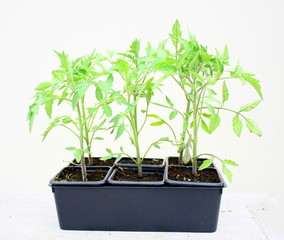 plants de tomates en barquette