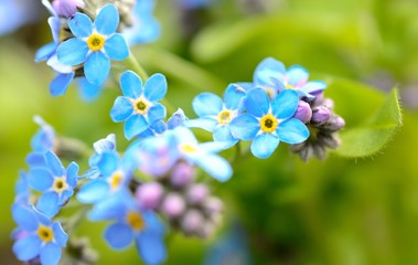 Macro shot with Forget-me-not flower in the garden.