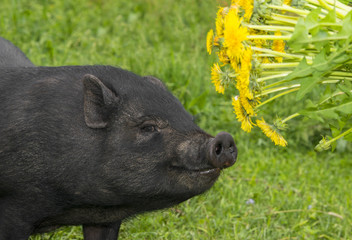 cute black vietnamese pig eating dandelions