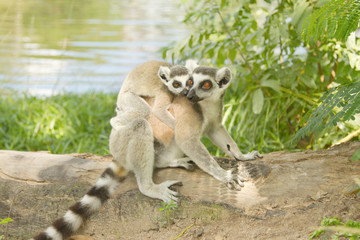 lemur family in the open zoo