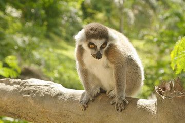 lemur in the open zoo