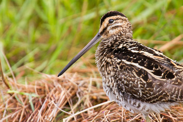African snipe in wetland