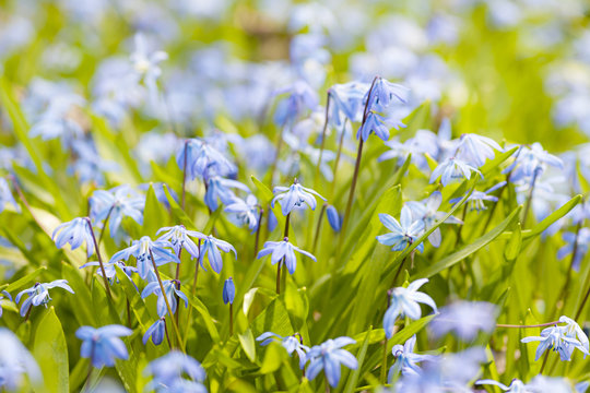 Spring blue flowers glory-of-the-snow
