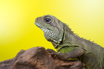 Portrait of beautiful water dragon lizard reptile sitting on a b