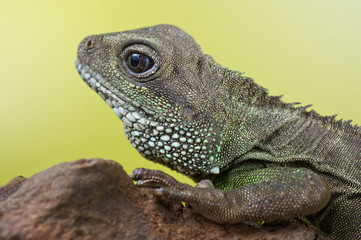 Portrait of beautiful water dragon lizard reptile sitting on a b
