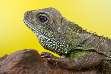Portrait of beautiful water dragon lizard reptile sitting on a b