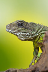 Portrait of beautiful water dragon lizard reptile sitting on a b