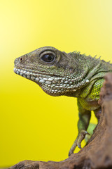 Portrait of beautiful water dragon lizard reptile sitting on a b