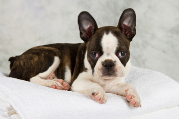 Boston terrier lying on white towels