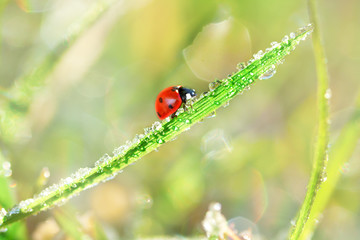 ladybird grass