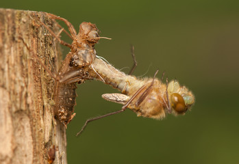 Libellula quadrimaculata