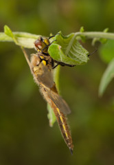 Libellula quadrimaculata