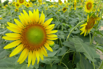 Close-up of sun flower