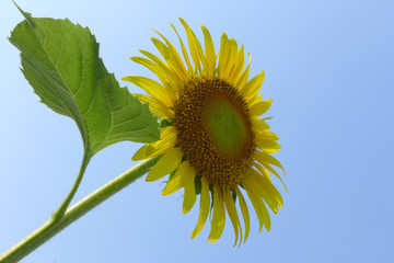 Close-up of sun flower against a blue sky