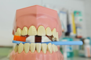 Brush your teeth, plastic dentures, used by dentists