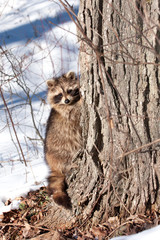 raccoon in winter - 52211100